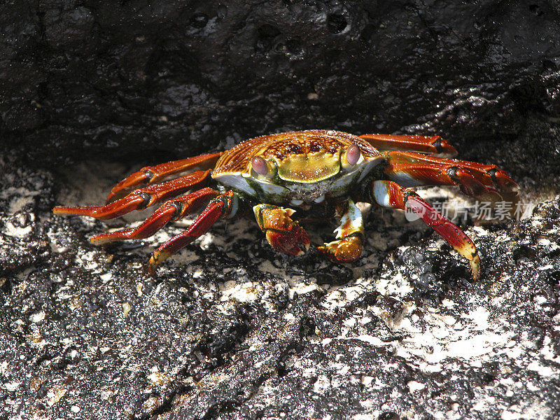 Sally Lightfoot Crab